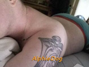 Alphie_Dog