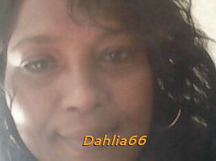 Dahlia66