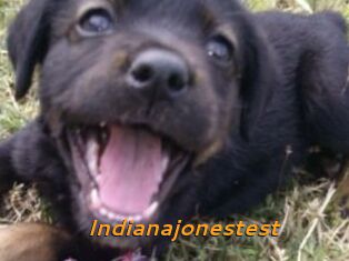 Indianajonestest