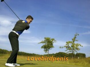 Lovebirdpenis
