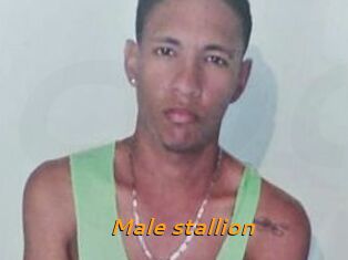 Male_stallion