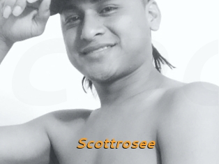 Scottrosee