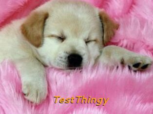 TestThingy
